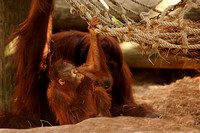 20100516Tampa Zoo_DSC8926a