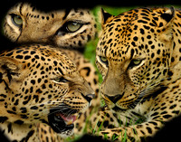 Leopard Collage