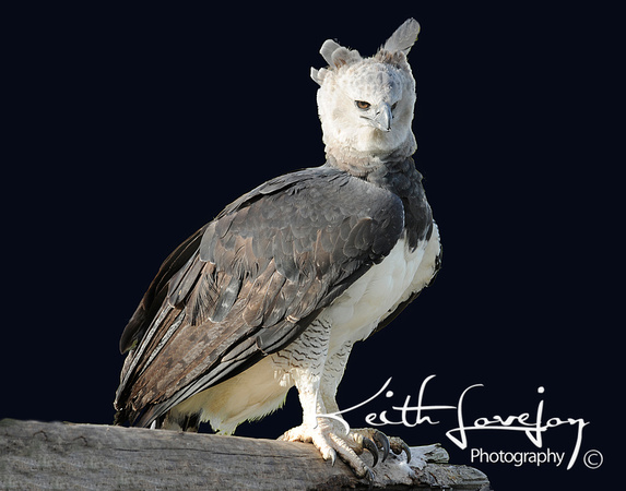 Harpy Eagle B.jpg