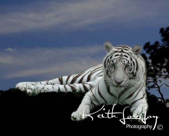 White Tiger copy.jpg
