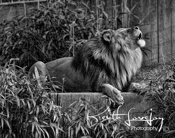 20091022National Zoo_kl_DSC5464aT3CRB_BW
