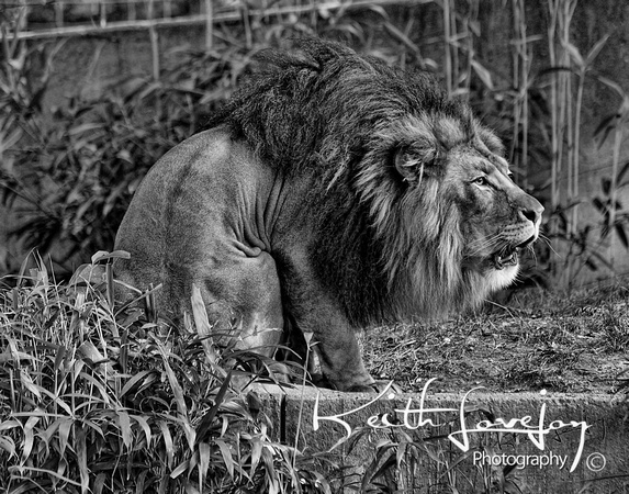 20091022National Zoo_kl_DSC5476aT3BWCR