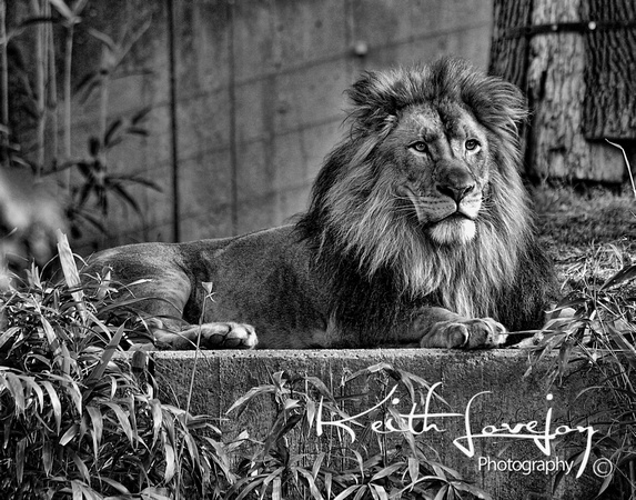 20091022National Zoo_kl_DSC5428aT3BWCR